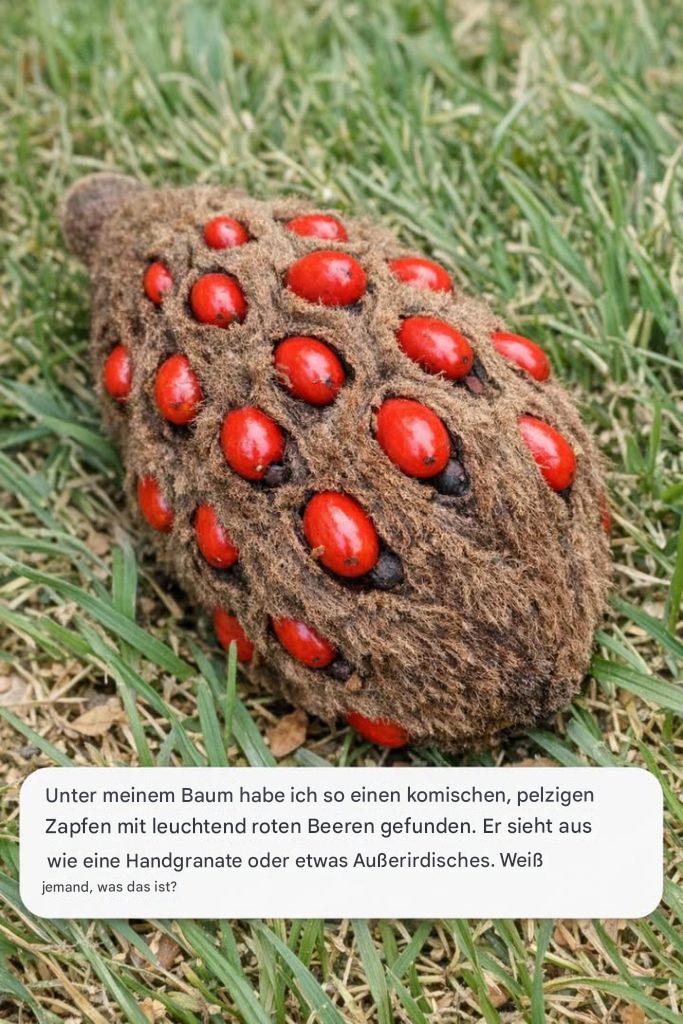 Dieser seltsame Fund unter dem Baum sorgt bei vielen für Verwirrung