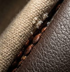 Ich habe das versteckt in einem Riss in meinem Sofa entdeckt… bitte sagt mir nicht, dass das Bettwanzen sind…