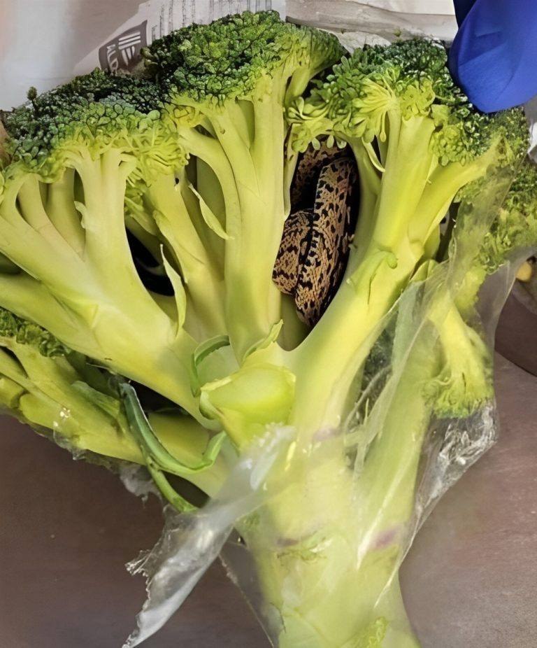 Eine überraschende Entdeckung in einer Aldi-Tüte Brokkoli: ein kulinarisches Abenteuer, das alles veränderte.