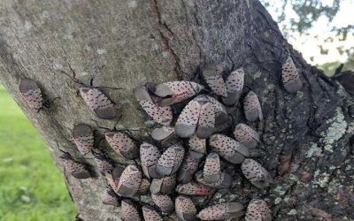 Ich muss sofort in meinem Garten nachsehen