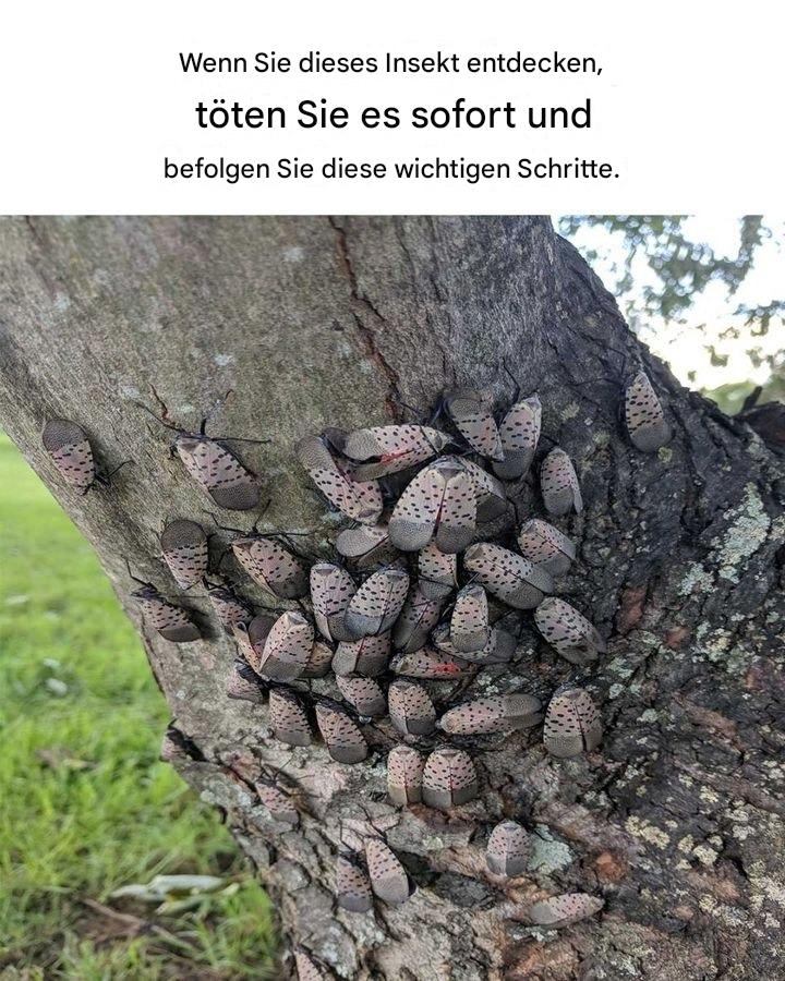 Ich muss sofort in meinem Garten nachsehen