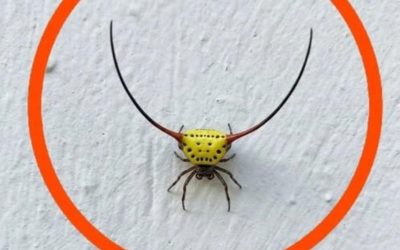Ich schaltete das Garagenlicht an – und entdeckte dieses ungewöhnliche Wesen an der Wand