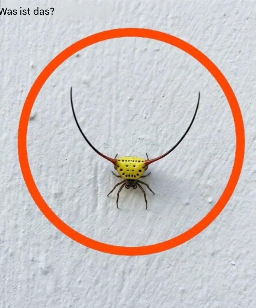 Ich schaltete das Garagenlicht an – und entdeckte dieses ungewöhnliche Wesen an der Wand