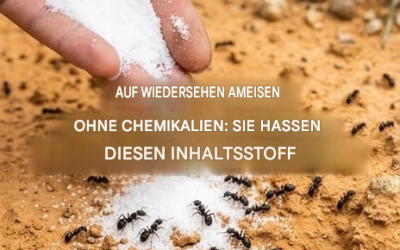 Ameisen können es nicht ausstehen! Verwenden Sie es, um sie endgültig fernzuhalten.