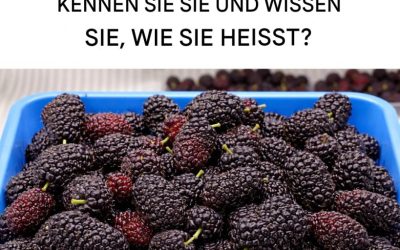 Warum die Schwarze Maulbeere seit Jahrhunderten so geschätzt wird