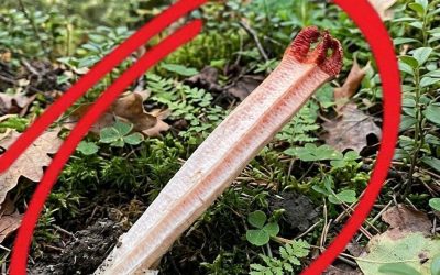Wir stießen im Wald auf einen Albtraum, und was wir dort fanden, wird dich verfolgen.