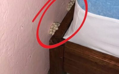 Ich kam völlig erschöpft nach Hause… und fand etwas Furchterregendes neben meinem Bett.