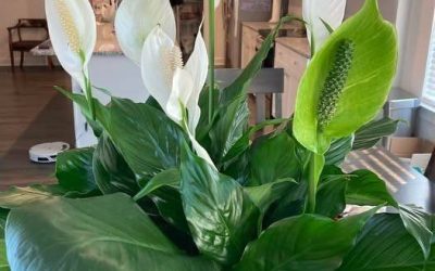 So bringen Sie Ihre Friedenslilie zum Blühen – Expertentipps für üppige Blüten