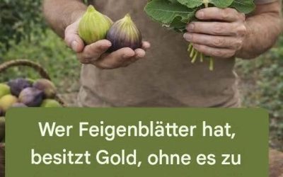Feigenblätter: Die traditionelle Verwendung, die die moderne Wissenschaft mit zunehmendem Interesse analysiert