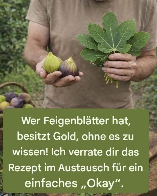 Feigenblätter: Die traditionelle Verwendung, die die moderne Wissenschaft mit zunehmendem Interesse analysiert