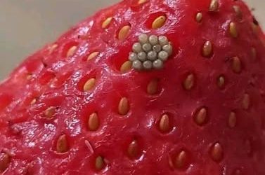 Ich habe Erdbeeren in Salzwasser eingeweicht