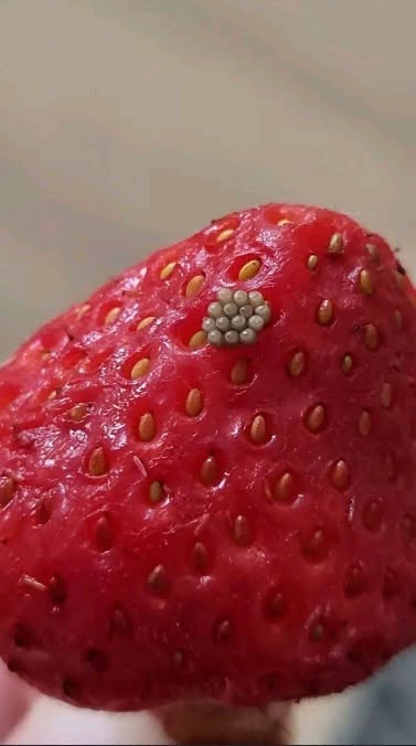 Ich habe Erdbeeren in Salzwasser eingeweicht