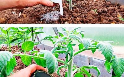 Geheimtipp für Hobbygärtner: Dieses Hausmittel kann Ihre Tomaten- und Paprikapflanzen 10x ertragreicher machen!