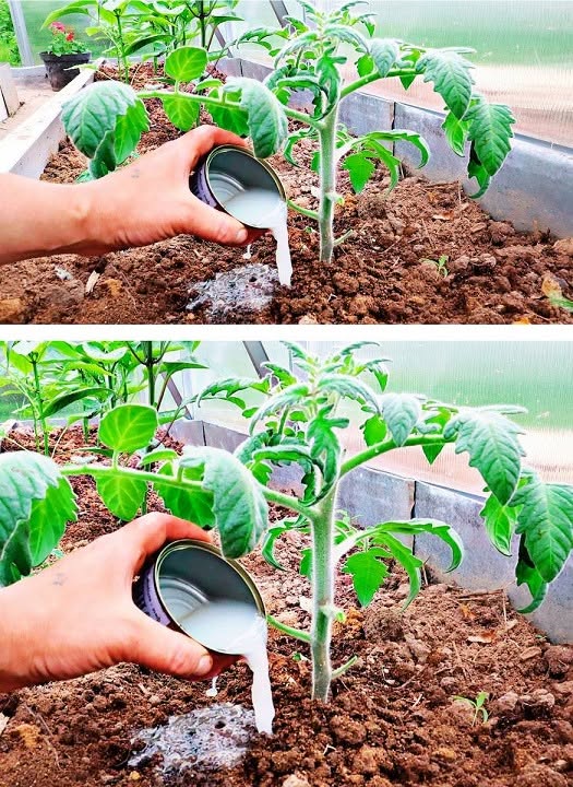 Geheimtipp für Hobbygärtner: Dieses Hausmittel kann Ihre Tomaten- und Paprikapflanzen 10x ertragreicher machen!