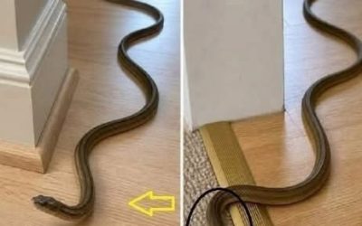 In Deutschland breiten sich vermehrt schwarze Schlangen aus