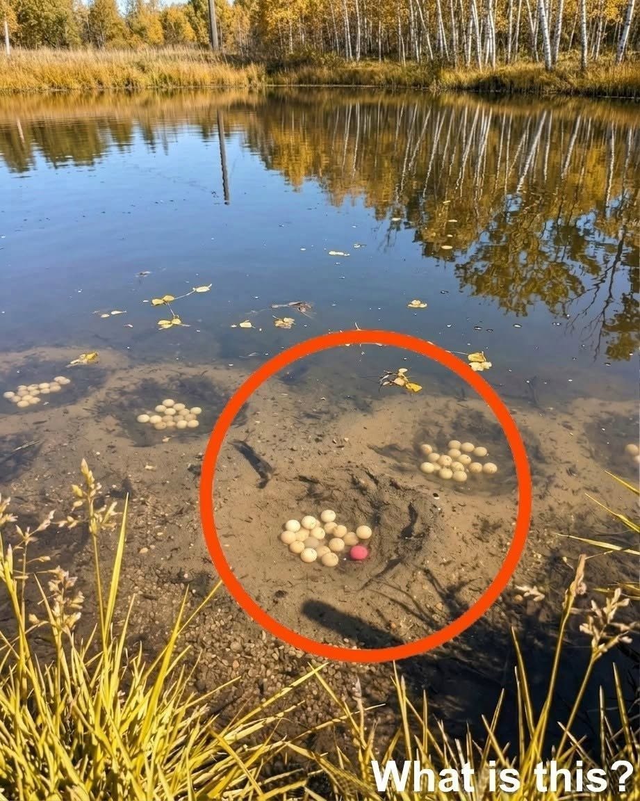 In unserem Dorf gibt es einen künstlichen See.