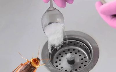 Die effektivste Methode, um Kakerlaken im Haus loszuwerden: Sie kommen immer durch die Rohre, aber mit diesem Trick dauert es nur wenige Sekunden, und sie kommen nie wieder. Details dazu finden Sie im ersten Kommentar.