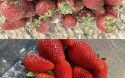 So bleiben Erdbeeren länger frisch: 7 Expertentipps gegen Schimmel und Verderb