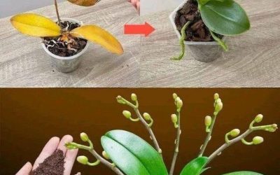 Schon ein Teelöffel genügt, und plötzlich erblüht die Orchidee auf wundersame Weise in voller Pracht.