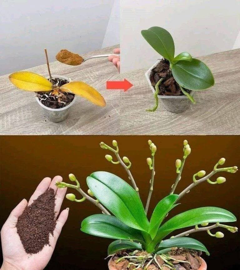 Schon ein Teelöffel genügt, und plötzlich erblüht die Orchidee auf wundersame Weise in voller Pracht.