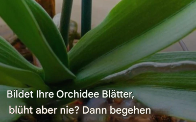 “Min orkidé har blad men inga blommor”: Felet som 90 % av människor gör utan att inse det