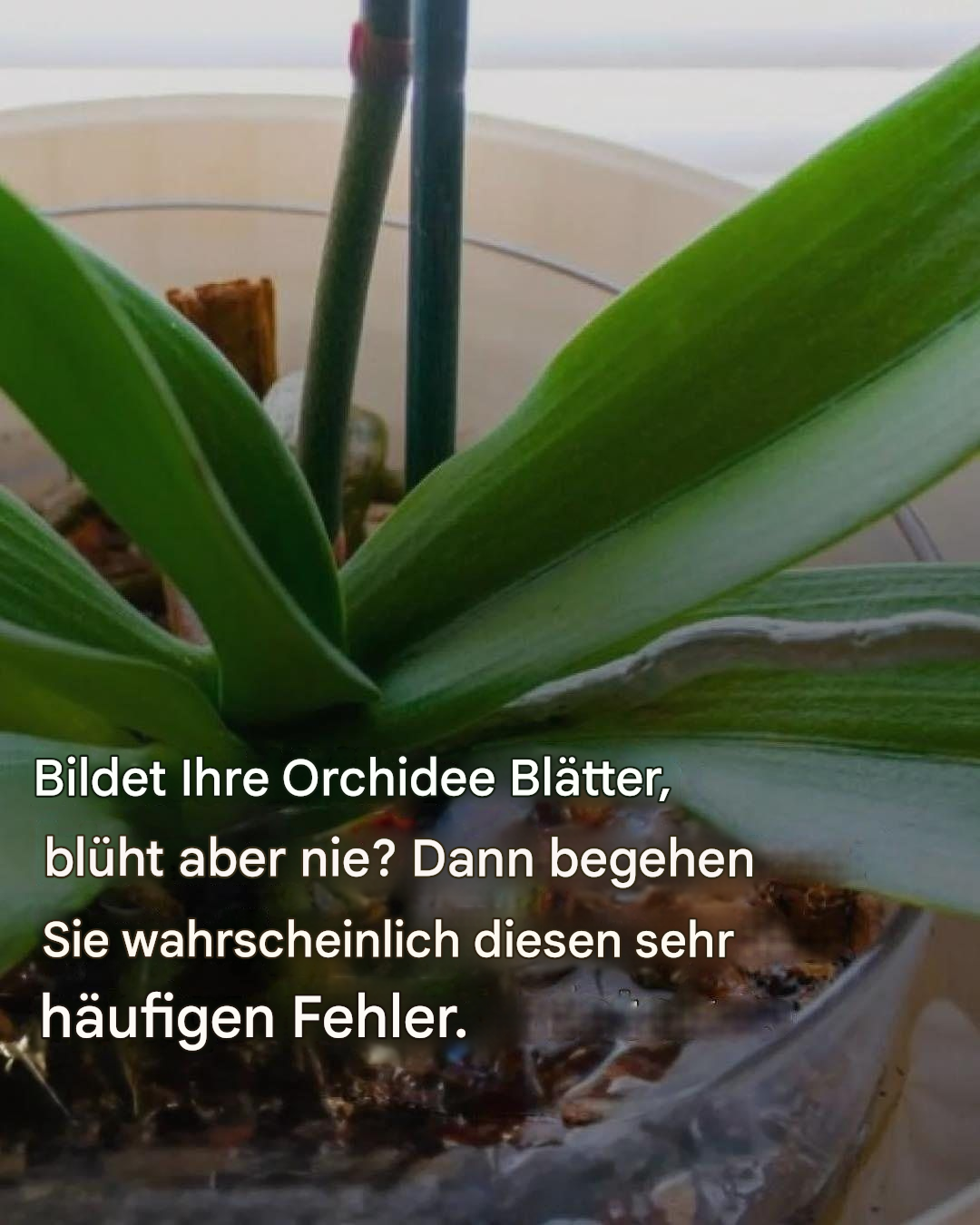 “Min orkidé har blad men inga blommor”: Felet som 90 % av människor gör utan att inse det