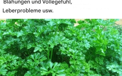 Persille (Petroselinum Crispum), eine Pflanze mit nützlichen Inhaltsstoffen: medizinische Versorgung, Verkauf und Verkauf