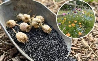 11 selbst aussäende Blumen für durchgehende Farbenpracht während der ganzen Saison