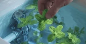 Warum manche Menschen Minzblätter in den Spülkasten ihrer Toilette legen – und vielleicht sollten Sie das auch tun.