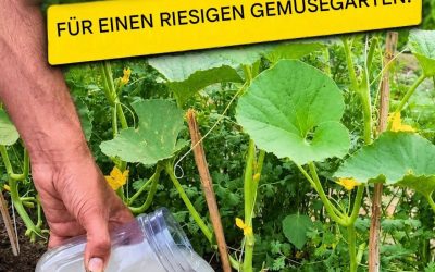 Meine Pflanzen sind WIRKLICH AUFGEWACHSEN, nachdem sie diesen hausgemachten Dünger verwendet haben! (EINE RIESIGE Ernte)