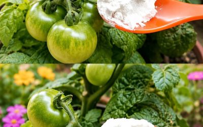 Natron ist der beste Freund des Gärtners: Hier sind 10 clevere Anwendungen im Garten