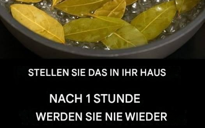 Ein einfacher Lorbeerblatt-Trick kann helfen, Insekten aus Ihrem Zuhause fernzuhalten.