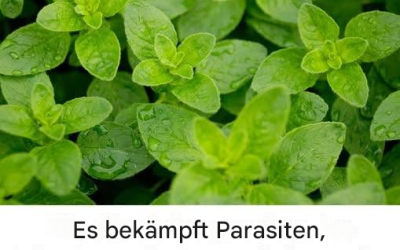 Sie ist eine der wirkungsvollsten Pflanzen der Welt.