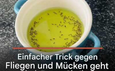 Einfacher Trick gegen Fliegen und Mücken geht viral: Bauen Sie Ihre eigene Insektenfalle mit diesen 3 Zutaten