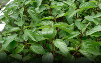 7 Gründe, Aloe Vera zu Hause anzubauen