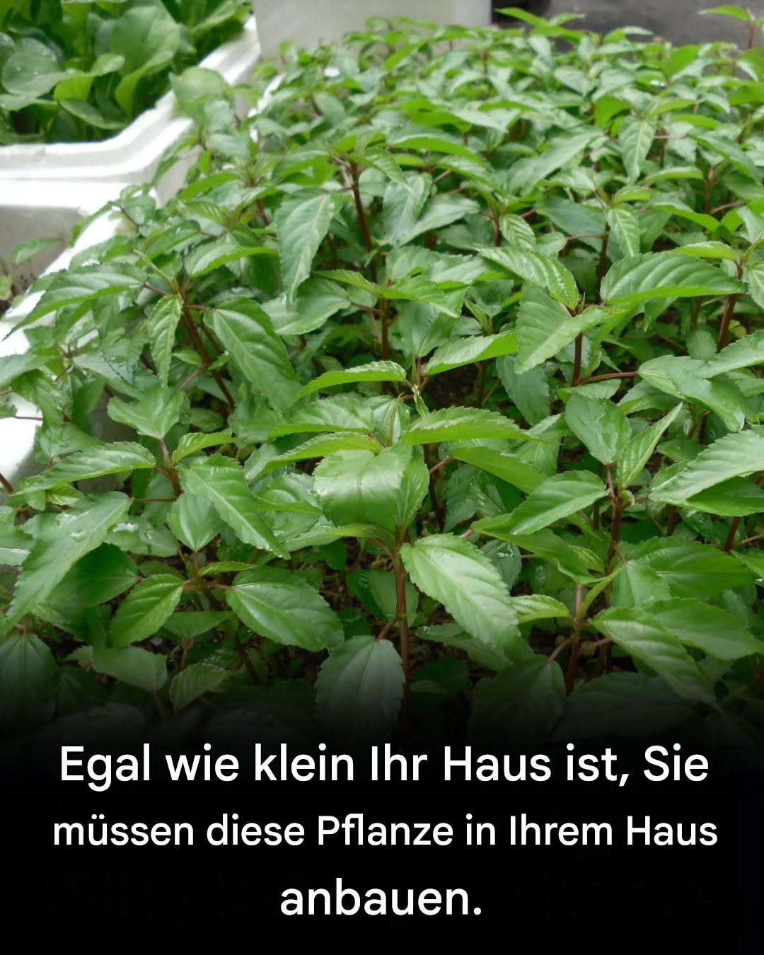 7 Gründe, Aloe Vera zu Hause anzubauen