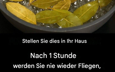 Fliegen, Mücken und Kakerlaken mit diesen einfachen, natürlichen Mitteln vertreiben