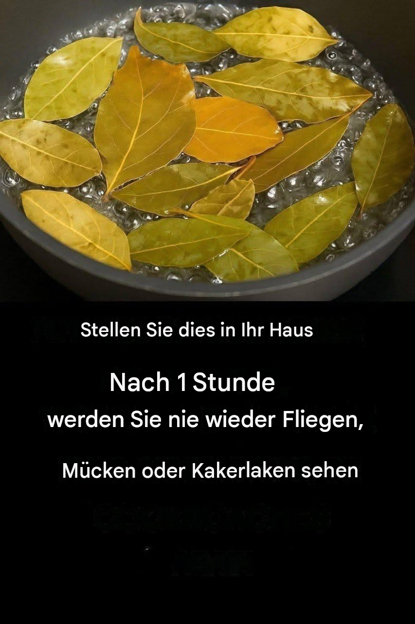 Fliegen, Mücken und Kakerlaken mit diesen einfachen, natürlichen Mitteln vertreiben